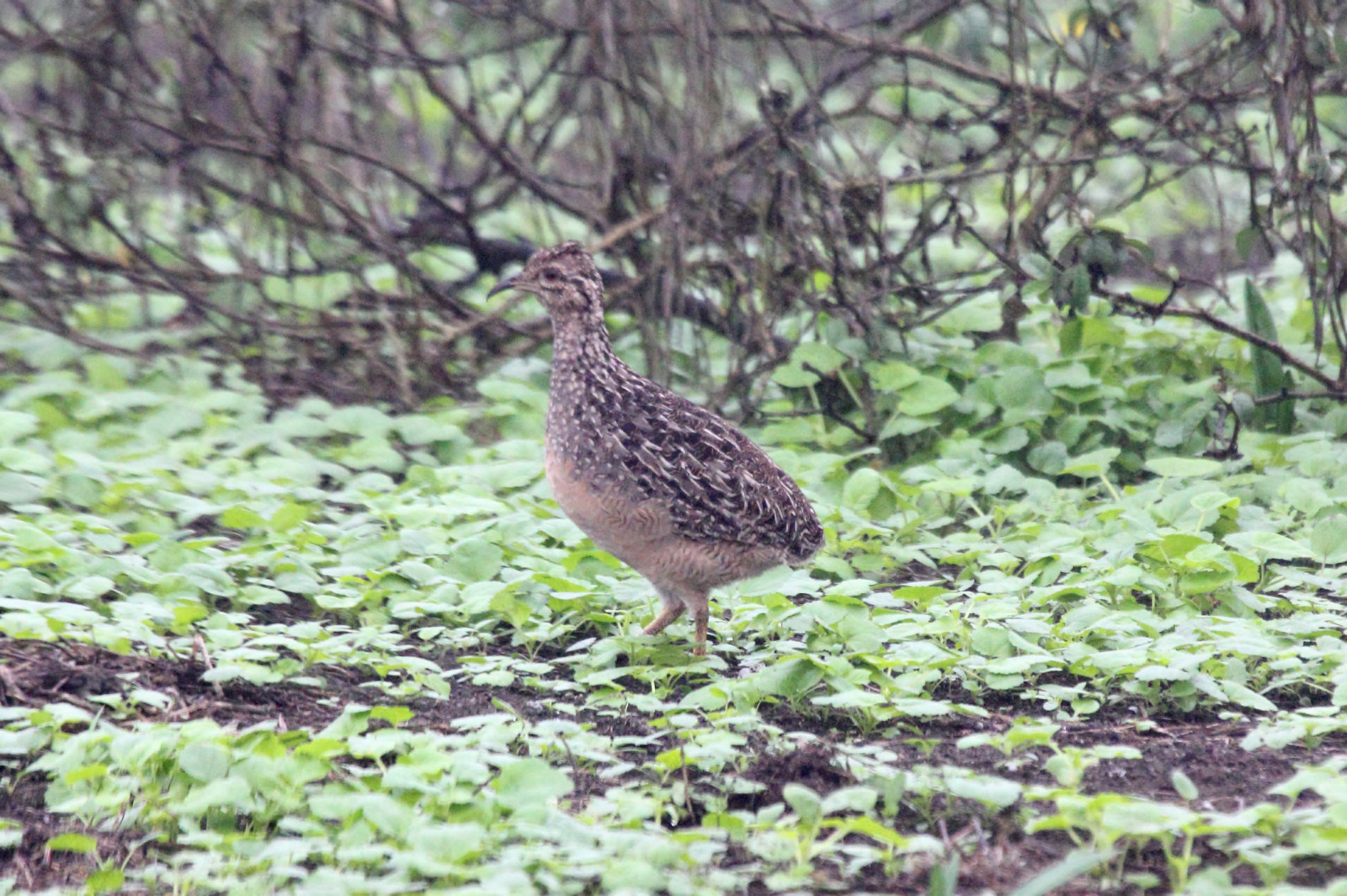 image Andean Tinamou